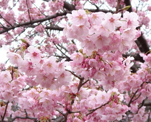 生辰八字桃花運(yùn)